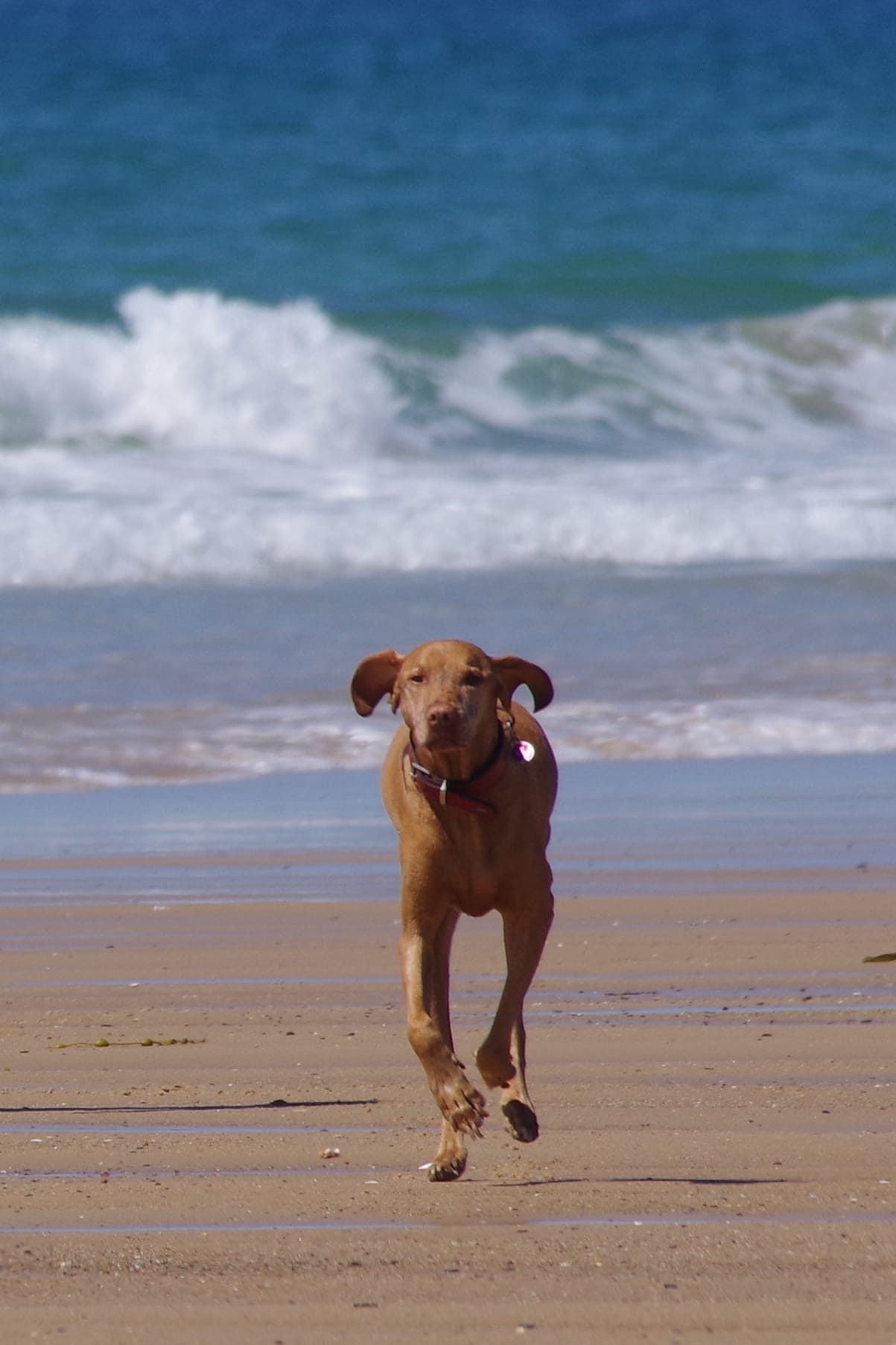 Dog running on the beach at Surtainville